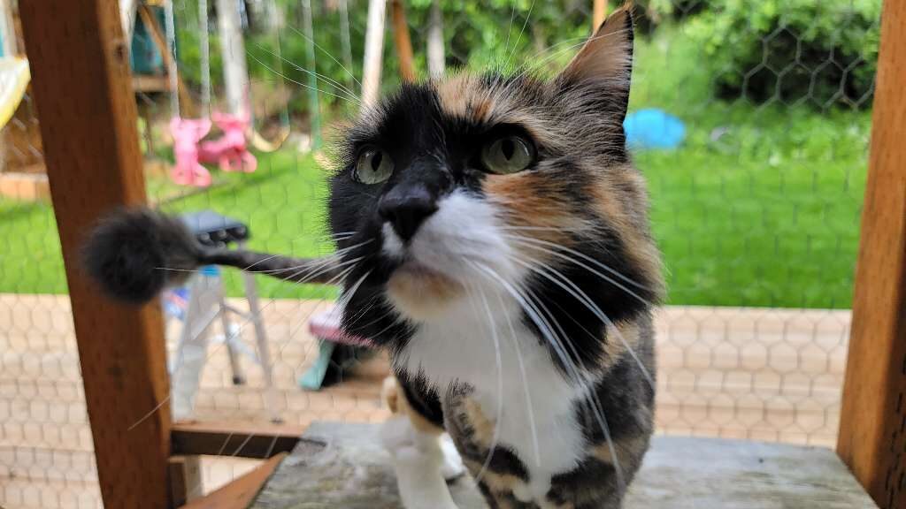 Cat enjoying outdoors with Hooman for Hire