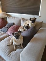 three pugs on couch with Hooman for Hire