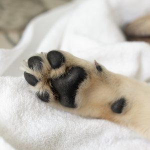 Puppy dog paws on white background. Pet care and animals concept. dog feet and legs.