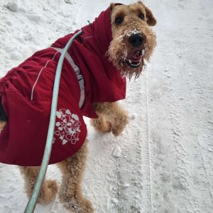 airedale terrier walking with Hooman for Hire in Alaska