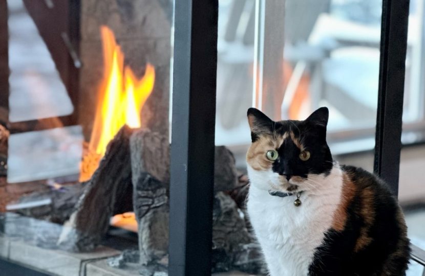 cozy cat near fireplace with Hooman for Hire