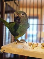 bird engaging with pet sitter at Hooman for hire