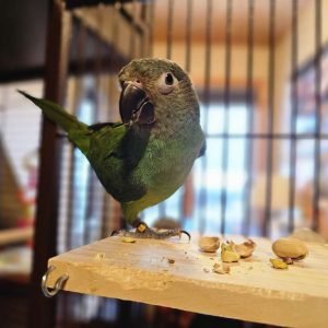 bird engaging with pet sitter at Hooman for hire