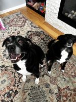 dogs waiting for treats with Hooman for hire